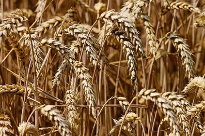 Според прогнозите ще бъдат прибрани около 5 5 млн тона зърно