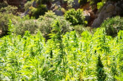 В страната се обсъжда легализацията на рекреационна марихуана Управляващият северноамериканското
